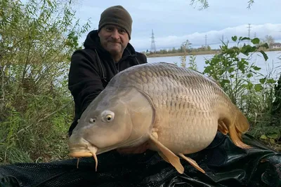 Рыба карп зеркальный мальки купить для зарыбления водоема