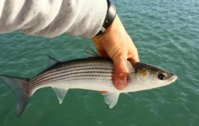 ☰ Лобан (кефаль) «Grey Mullet» Греция цена от 498 грн заказать с доставкой  в городе Киев