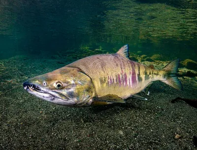 Рыбы наших вод - Кета Oncorhynchus keta (Walbaum, 1792)... | Facebook