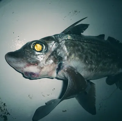 Рыбу с огромными глазами выловил житель Норвегии, фото - Fun | Сегодня