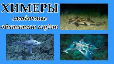 Реально существующие создания с океанского дна, от вида которых становится  слегка не по себе / В мире животных / magSpace.ru