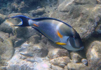 Surgeonfish_fbf99_lg.jpg