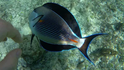 File:Acanthurus sohal - Arabischer Doktorfisch- Аравийская рыба-хирург  DSCF9129WI.jpg - Wikimedia Commons