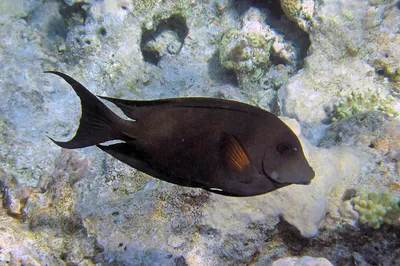 Aggressive Fish (Surgeonfish). Red Sea. Sharm el-Sheikh. 4K - YouTube