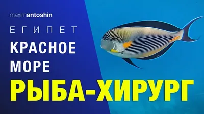 Набор для вышивания крестом Panna Рыба-хирург