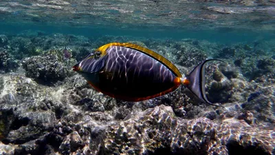 Пороховая Голубая Рыба-хирург (Acanthurus Leucosternon) Плавает Вокруг Рифа  Фотография, картинки, изображения и сток-фотография без роялти. Image  77276090