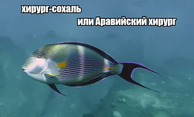 MosCorals - Acanthurus olivaceus / Оранжево-эпполетный хирург