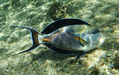 Fish surgeon. Red sea. Egypt - YouTube