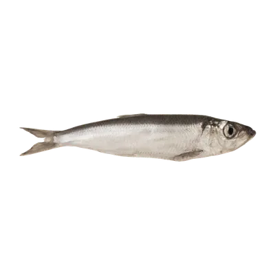 Балтийская килька (Sprattus sprattus) - sharkseafoods.com