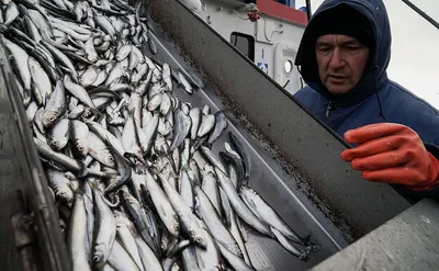 Килька свежемороженная, с головой, 1 кг купить в Минске: недорого в  интернет-магазине Едоставка