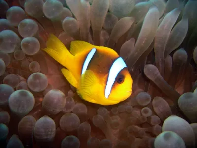 Клоун оцеллярис - Amphiprion ocellaris (S)