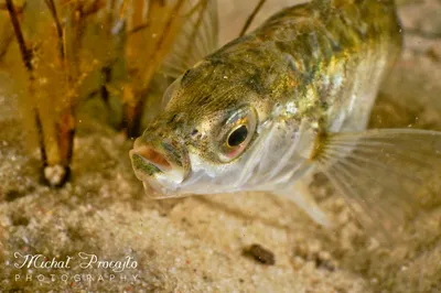 Трёхиглая колюшка Gasterosteus aculeatus