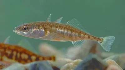 Gasterosteidae Bonaparte, 1831) Семейство Гастеростеиды, Колюшковые, Family  Gasterosteidae Bonaparte, 1831 (Sticklebacks, Tubesnouts) 5 родов 16 видов