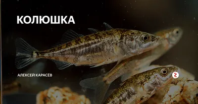 Stickleback Рыба Крупным Планом — стоковые фотографии и другие картинки  Колюшка - Колюшка, Рыба, Brackish Water - iStock