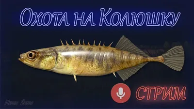 Колюшка трехиглая (Gasterosteus aculeatus) | FishingBY.com