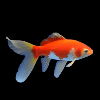 Золотая рыбка Комета красная (Goldfish Comet red)
