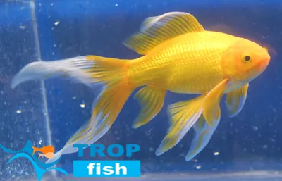 Золотая рыбка Комета ситцевая (Goldfish comet calico)