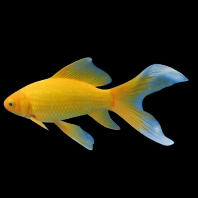 Заселяем рыб в пруд. Золотая рыбка — комета (видео) | flokus.ru -  ландшафтный дизайн