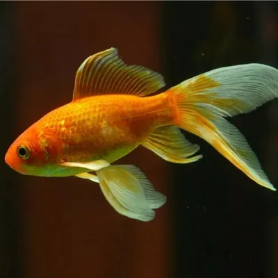 Комета красная - золотая рыбка Carassius auratus / Золотые рыбки /  Аквариумные рыбки / КАТАЛОГ ТОВАРОВ / Аквадом - зоомагазин