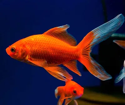 Болеет рыбка Комета, как вылечить? - Заболевания золотых рыбок и их лечение  - Форум FanFishka.ru