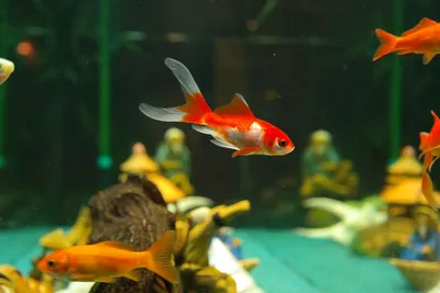 Изображения Красный И Белый Комета Рыба С Желтой Золотая Рыбка — стоковые  фотографии и другие картинки Комета - iStock