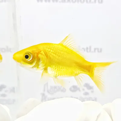 Изображения Красный И Белый Комета Рыба С Желтой Золотая Рыбка — стоковые  фотографии и другие картинки Аквариум - iStock