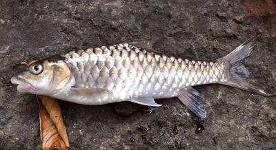 River 北勢溪, Taiwan. Amur Barbel (唇骨魚). Nano jig fishing. 2016/05. - YouTube