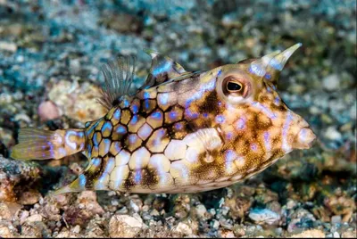 Рыба корова. 4-5см. Thornback cowfish. Lactoria fornasini