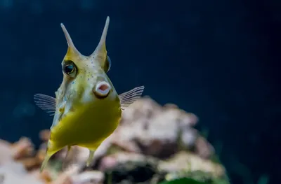 Фотография Звездочет или морская корова (Uranoscopus scaber) Черное море |  Фотобанк ГеоФото/GeoPhoto | GetImages Group