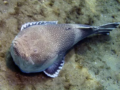 Фотография Звездочет или морская корова (Uranoscopus scaber) Черное море |  Фотобанк ГеоФото/GeoPhoto | GetImages Group