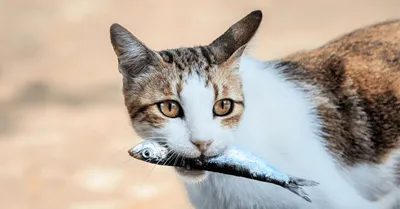 кот лижет рыбу из воды, кошка и рыба хищник, Hd фотография фото, кошка фон  картинки и Фото для бесплатной загрузки