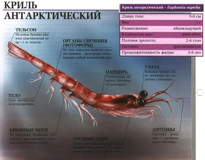 Антарктический криль | Мир животных и растений