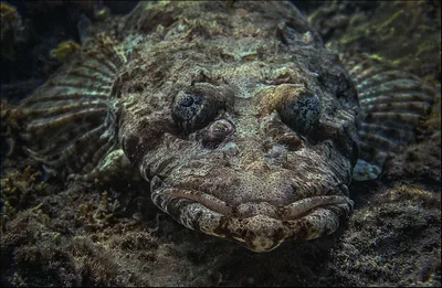 Фотография рыба-крокодил, или плоскоголов ( Papilloculiceps longiceps  )Египет, Красное море | Фотобанк ГеоФото/GeoPhoto | GetImages Group