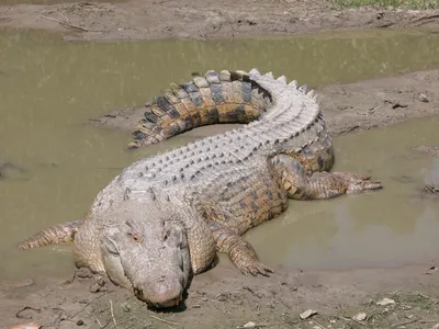 Египет на фото | Рыба-крокодил (Пятнистый плоскоголов / Cociella crocodila)