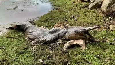 Красный Морской Крокодил Рыбы Flathead — стоковые фотографии и другие  картинки Crocodile Рыба - Crocodile Рыба, Без людей, Горизонтальный - iStock