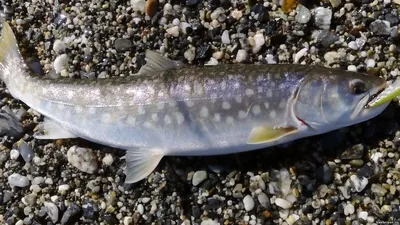 Рыбный Мир - Кунджа - 🐟 из семейства Лососевые. Мясо этой рыбы напоминает  вкус форели, оно нежное и сочное! Врачи-диетологи рекомендуют включить её в  свой рацион всем людям. Те, кто переживают за