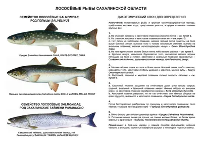 Форель Радужная Чили (2 кг) купить в СПб - МАСТЕРФИШ