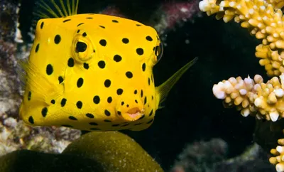 Кузовок-кубик | Yellow boxfish - 3D model by darwinmuseum.ru  (@darwinmuseum.ru) [4838ed8]