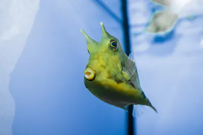 Аква Лого🐠 on Instagram: \"Кузовок длиннорогий желтый (Рыба-корова)  (Lactoria cornuta) в продаже в супермаркете @aqualogo_universitet Кузовок  длиннорогий желтый (Рыба-корова) имеет относительно мирный характер и  хорошо уживается с другими ...