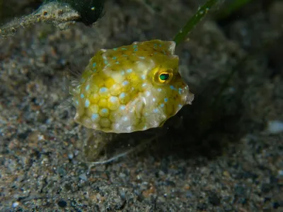 Рыбы. Красное море. Кузовки и Спинороги.