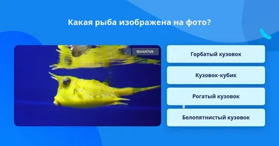 Самшит из семейства Ostraciidae также известен как хоботок.