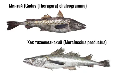 лемонема - Рыба и морепродукты в Краснодаре - \"Наш океан\"