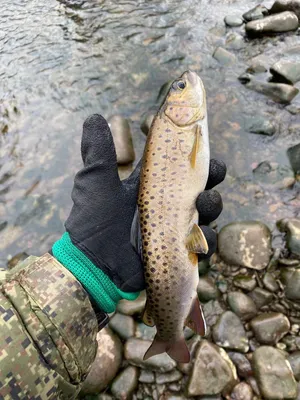 🐟рыба Пеструшка, Ленок. Открытие сезона,рыба отпущена. Хасанский район,  Приморский край 🐟 ☑️Фото от рыбака… | Instagram