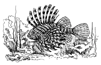 File:Rotfeuerfisch.Pterois volitans.Рыба-зебра, рыба-лев DSCF0143WI.jpg -  Wikimedia Commons