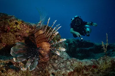 Скачать 1600x1200 рыба-лев, полосатая крылатка, рыба-зебра, lionfish,  кораллы обои, картинки стандарт 4:3