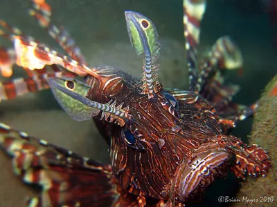 File:Rotfeuerfisch.Pterois litans.Рыба-зебра, рыба-лев DSCF5508WI.jpg -  Wikimedia Commons