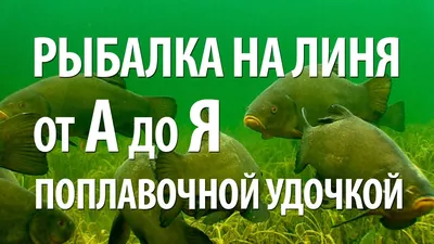 Где поймать линя в Санкт-Петербурге: место все тонкости снастей и приманок