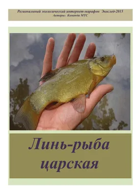 Золотой линь (Николай Линник) Стр. 38 — Expert Fishing №44