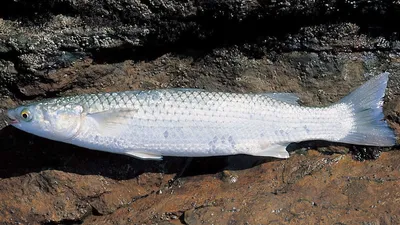 Рыба падальщик, спасшая Чёрное море - ЯПлакалъ