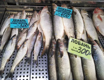 Какую черноморскую рыбу и морепродукты стоит попробовать во время отдыха на  курортах Краснодарского края | Марина и море | Дзен